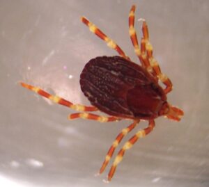 Von Adam Cuerden - Eigenes Werk, Gemeinfrei, https://commons.wikimedia.org/w/index.php?curid=3148918