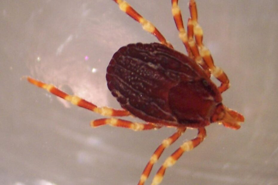 Von Adam Cuerden - Eigenes Werk, Gemeinfrei, https://commons.wikimedia.org/w/index.php?curid=3148918